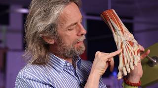 Origins And Insertions Of Dorsal Foot Muscles