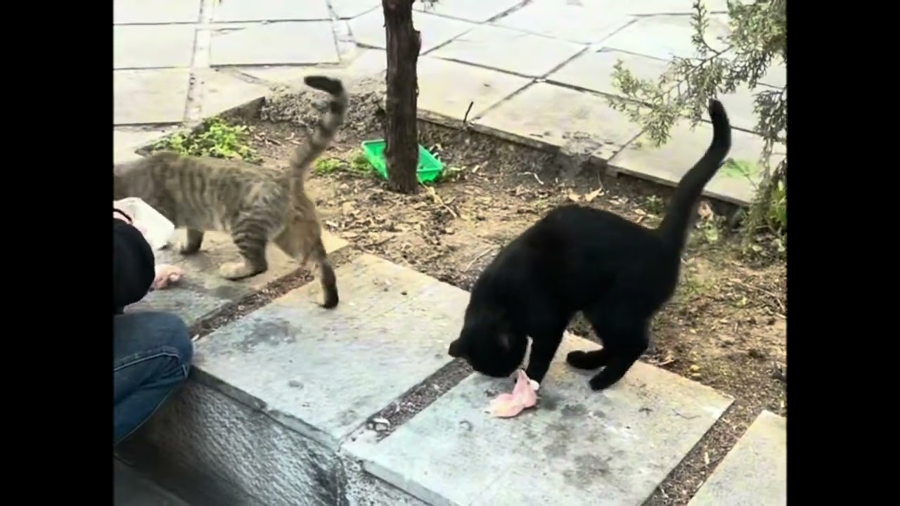 باور کنید روز یه بسته گارفیلد میخوره والان باید بیشتر مرغ بگیرم تعداشون بیشتر شده 