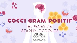 Staphylococcus Aureus, Epidermidis, Saprophyticus Infections, Caractéristiques Et Différences
