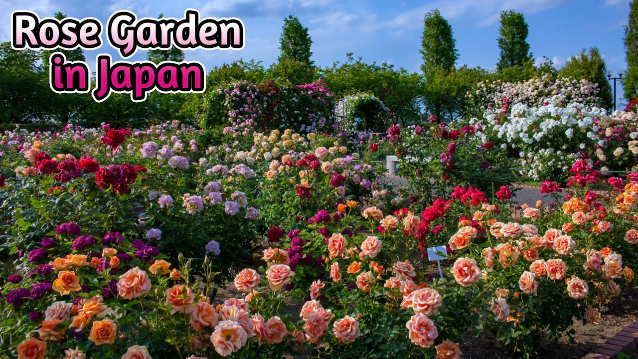Rose Garden in Japan｜roses｜Flowers｜