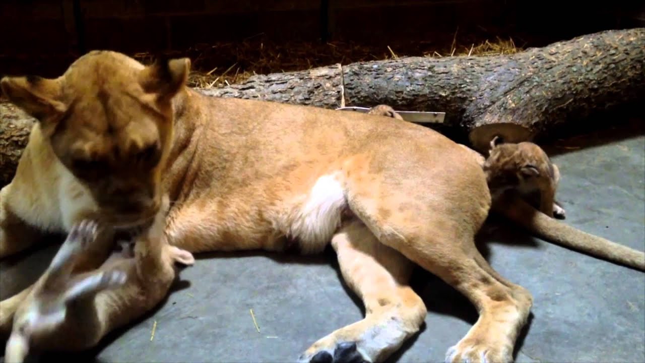 1 Month Old Lion Cubs with Mom Imani - Cincinnati Zoo - YouTube