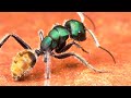 The Most Beautiful Ants In The World