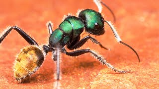 The Most Beautiful Ants In The World