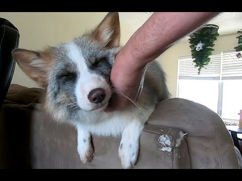 Really Good Pettinzzzzzz!!!! tyrone jose gonzales orama