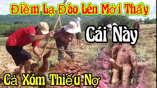 Điềm Lạ tới đào khoai lên mới thấy Cảnh Này ( Xóm trồng Khoai Lâm Nợ | Châu Phú Area 51 Thiên Cấm