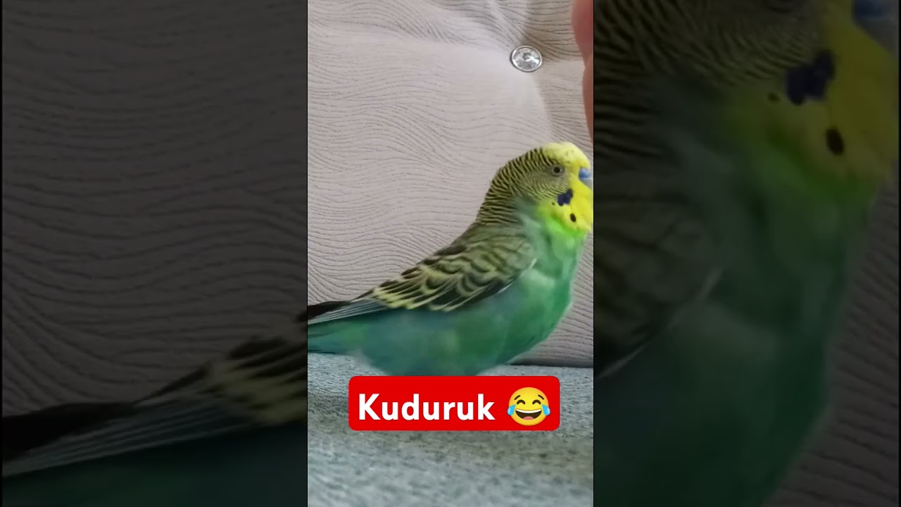 böyle Çılgım kuş varmı ? 😂 #muhabbetkuşufıstık #muhabbetkuslari #muhabbetkuşu #birds #parrot #kuslar