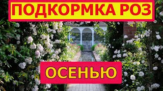 Розы осенью: чем подкормить розы, чтобы они пережили зиму и пышно зацвели весной