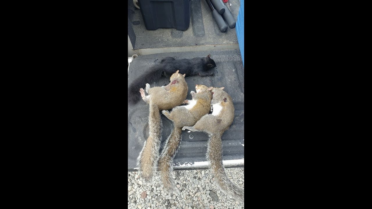 squirrel hunting south carolina successful hunt YouTube