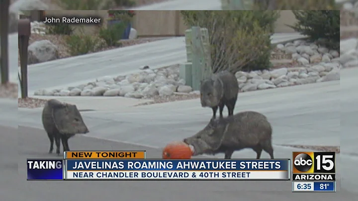 Neighbors report javelinas roaming Ahwatukee streets