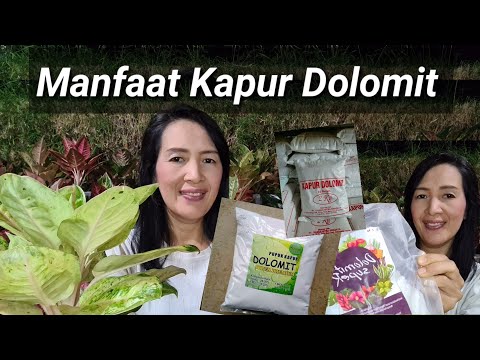 Video: Cara Menggunakan Tepung Dolomit Di Kebun - Petunjuk Penggunaan Terperinci