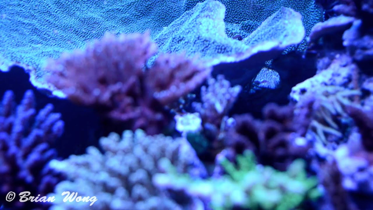 93G Reef Ready Cube Aquarium Salt Water Tank HD - YouTube