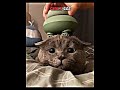 @CUTEANIMALSVIDEOS GIRLS VS BOYS CAT WHO ARE CUTE