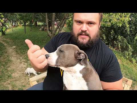 Video: Kako Natjerati Psa Da Se Upregne