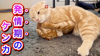 発情期を迎え兄猫にケンカを売りまくる短足マンチカンの猫