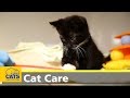 Kitten care part one: preparation