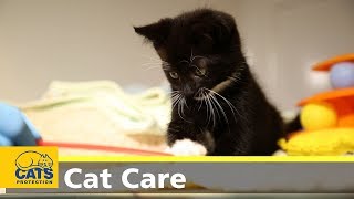 Kitten care part one: preparation