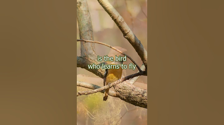 Chirping Melody #4 | Meditation Bird -Full version in describe and top comment #shorts