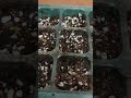 [농사] #쿠카멜론 #싹틔우기 #씨앗발아 #멕시코오이 #씨앗