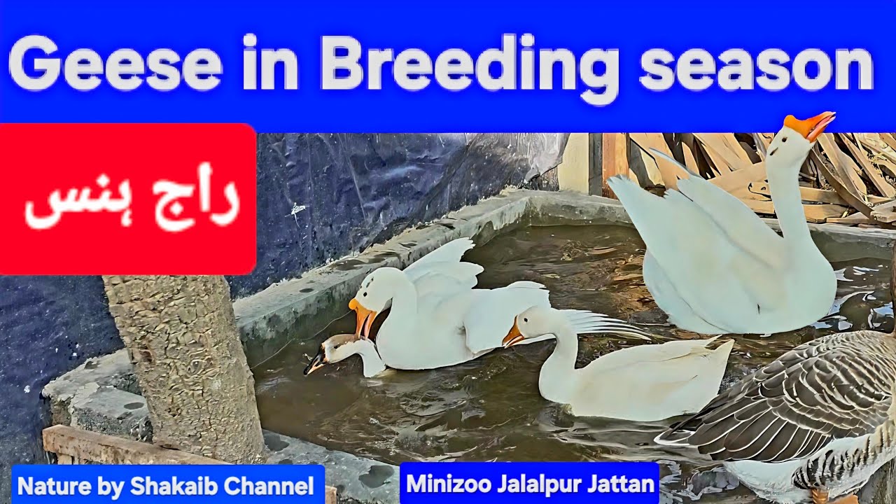 Goose 🪿 Breeding Season Has Begun! | In MiniZoo | February–April is Geese Mating  Season ♥️.