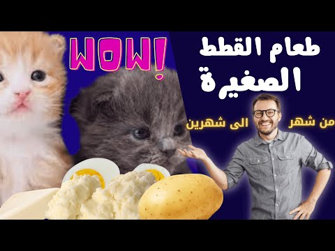 فيديو: ماذا تفعل عندما لا تأكل قطتك