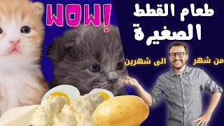 افضل اكل للقطط في عمرشهر_اسهل ثلاث اكلات للقطط الصغيرة في عمر الشهر 😺