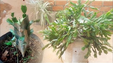 Cách ghép hoa Tiểu Quỳnh | Để có chậu hoa đẹp 2024