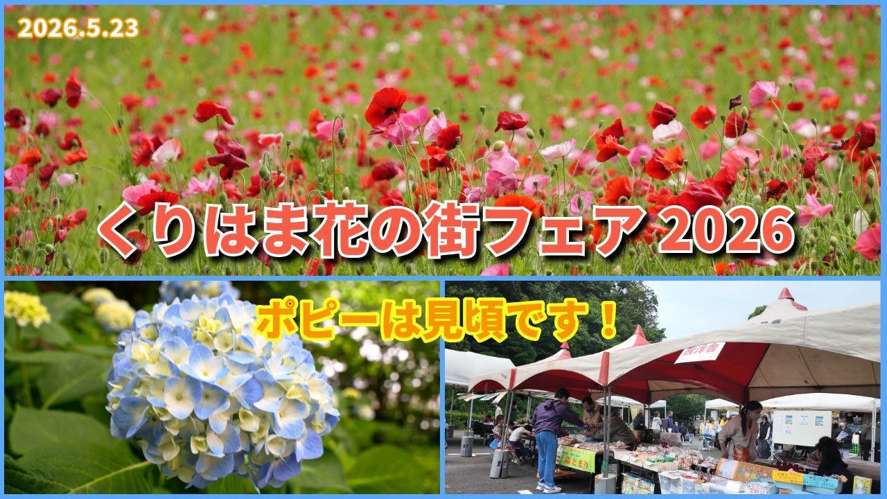 くりはま花の街フェア2026｜ポピーは見頃を迎えています！（2026.5.23
