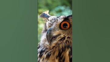 Thumbnail of Amazing Owl Sound 🦉| Dangerous owl #shorts