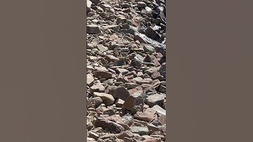 Spotted Sandpiper on the rocks #birds #water #sandpiper #bird