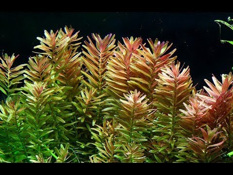 Rotala Rotundifolia || Plantas acuarios plantados |HD|