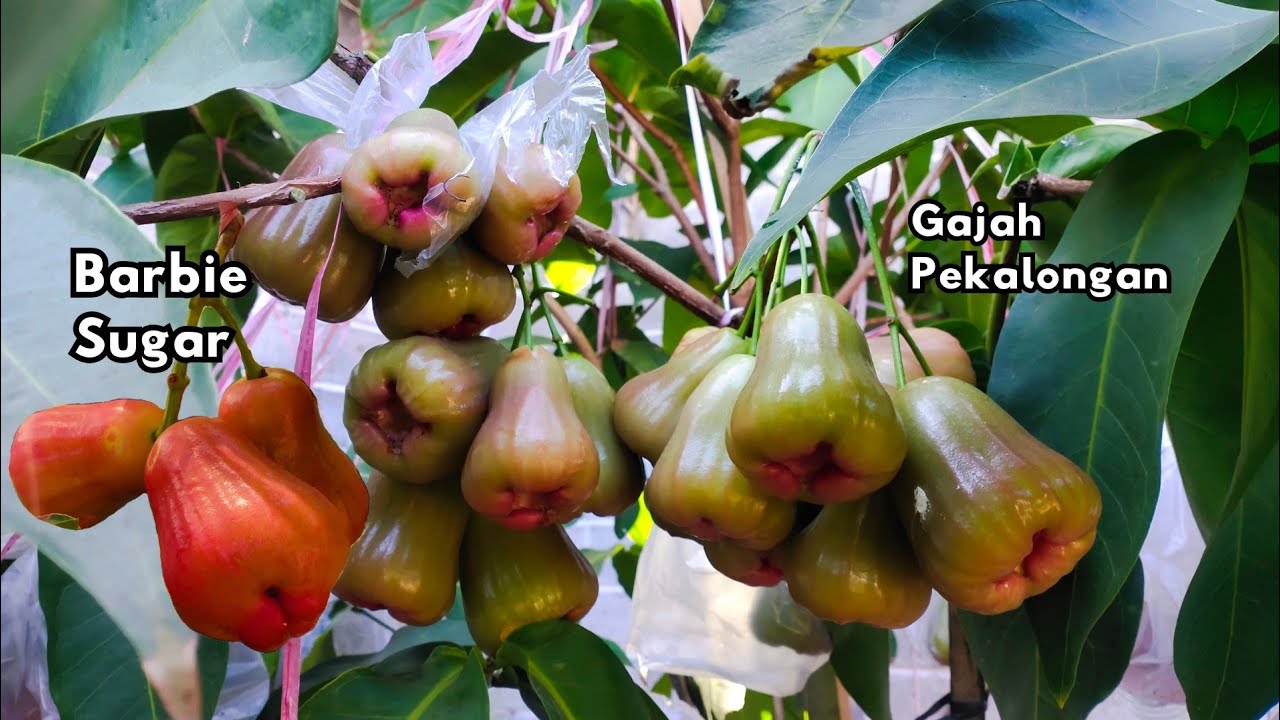 PANEN GAJAH PEKALONGAN VS BARBIE SUGAR‼️KITA BANDINGKAN KUALITAS BUAHNYA❗