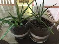 Aloe Vera Decorativa para la buena suerte, sembrada en Café y Azúcar