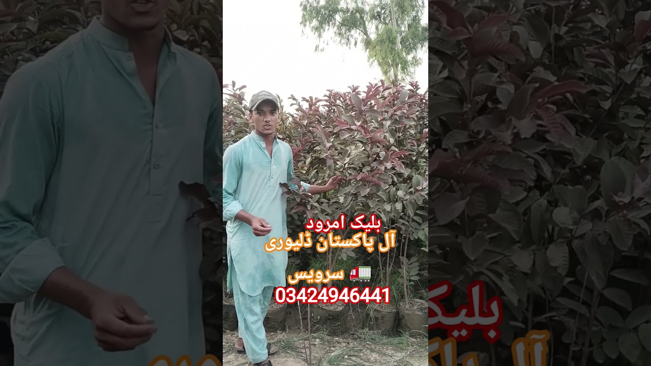 green nursery Farm Pattoki all Pakistan delivery service 🚚 WhatsApp number 034249441