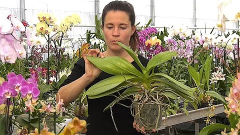 Comment faire repartir une orchidée sèche ?