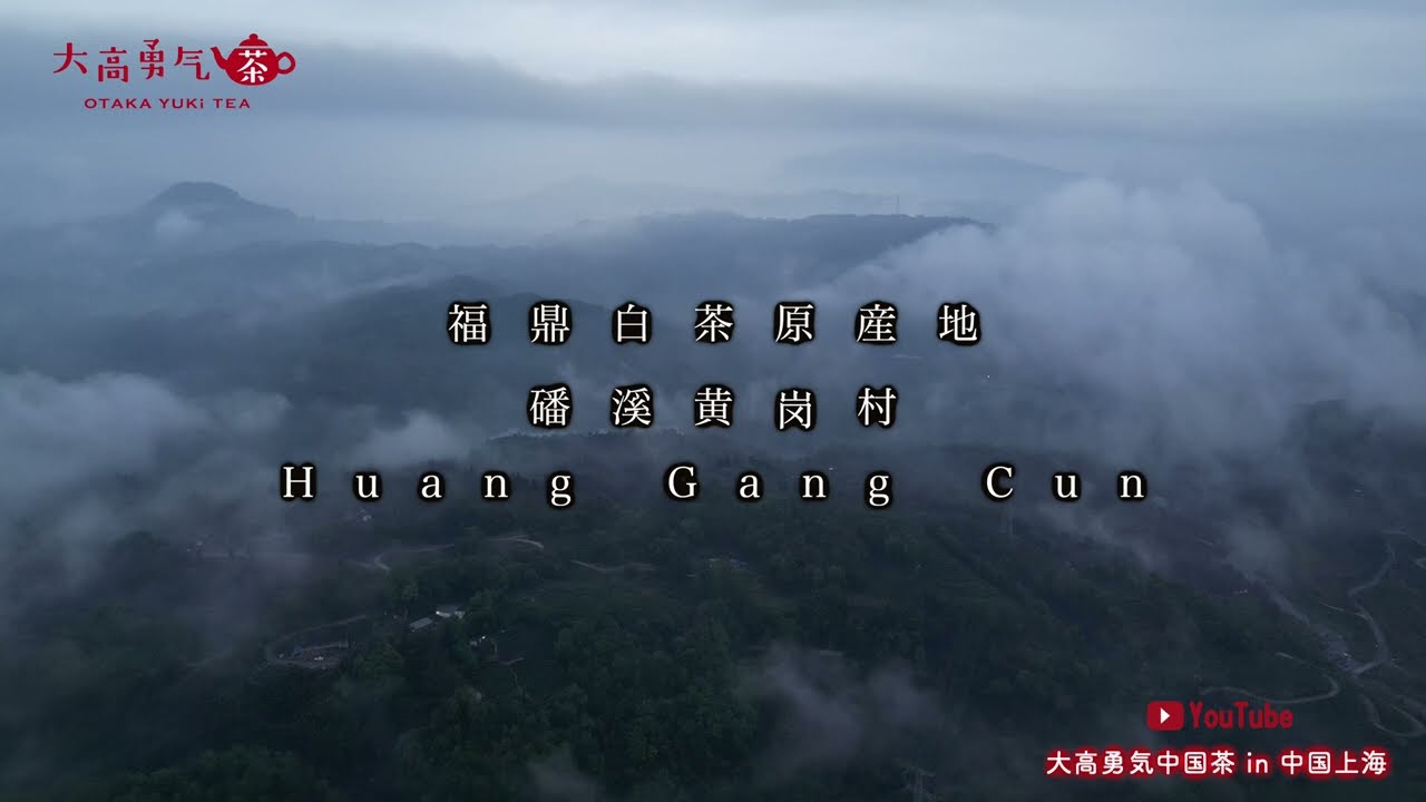 白茶・老貢眉（2017&2012） - 大高中国茶専門店