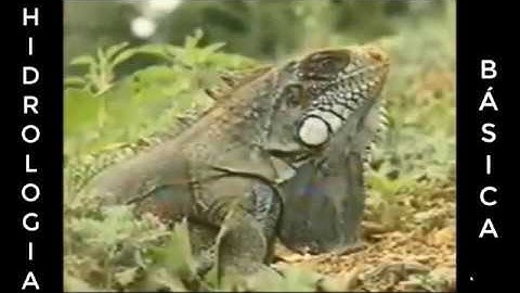 Mind_Mapping_sintetizando_os_estudos_iniciais_de_hidrologia