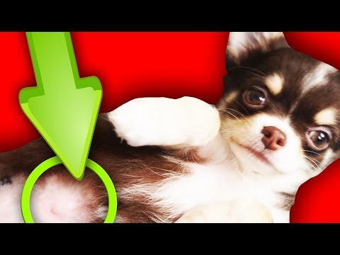 Video: Cum Să Ai Grijă De Un Chihuahua