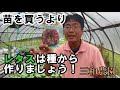 【サニーレタス】種から栽培しましょう！簡単に作れます！NO349