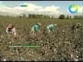 Рекордный урожай хлопка в Таджикистане. Эфир 16.10.2011