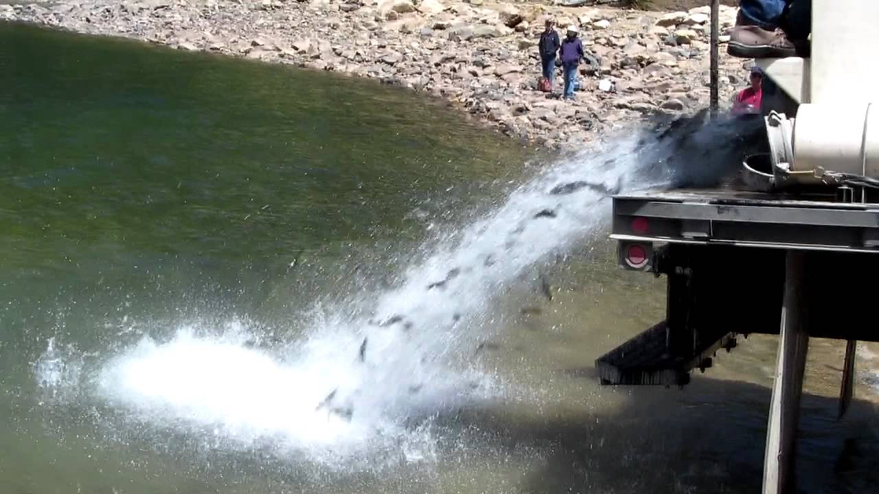 Fish Hatchery at Jefferson Lake YouTube
