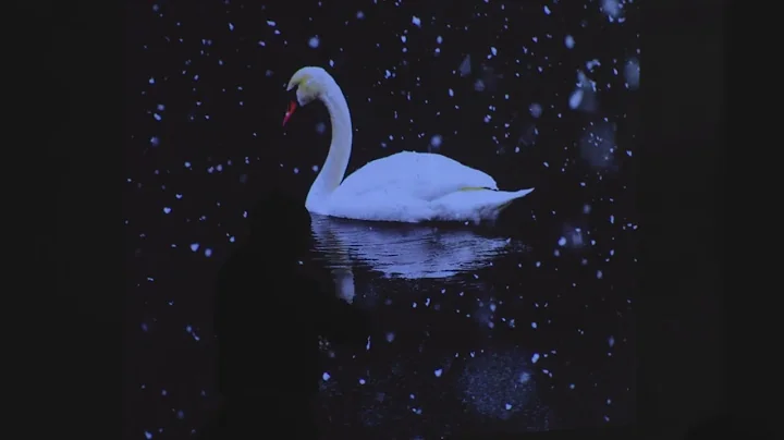 SWAN FROSTED LAKES | Viola Improvisation on Artwork