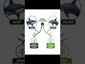 Convergent Evolution Explained | Shark vs Dolphin | Msc and UGC NET Environmental Science