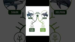 Convergent Evolution Explained | Shark vs Dolphin | Msc and UGC NET Environmental Science