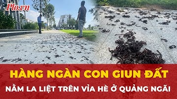 Lý do gì khiến hàng ngàn con giun đất đang la liệt trên vỉa hè ở Quảng Ngãi? | Tin nhanh