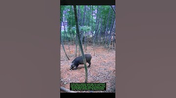 Feeding Time Surprise: Loop Trap Catches a Wild Boar! 🐗💡