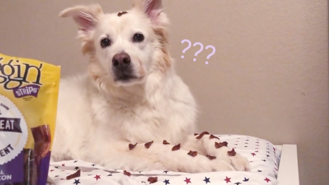 Dog patiently waits for treats - YouTube