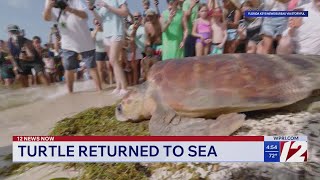 Timmy the loggerhead turtle returns to the sea