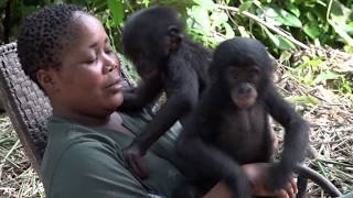 Balangala’s integration to the nursery of Lola ya Bonobo