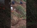 Puffins in Iceland