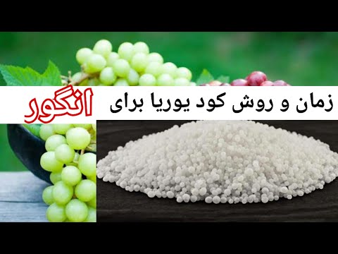 تصویری: وظایف اصلی متصدی اتاق ناهارخوری: عملکردها و دستورالعمل ها